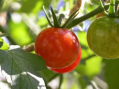 Как вырастить крупные помидоры