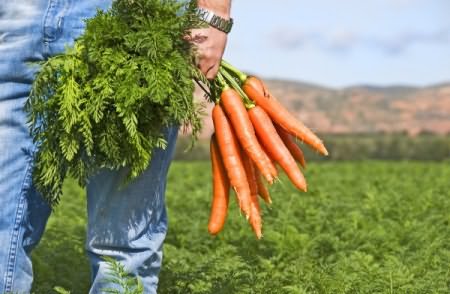 Как сажать морковь
