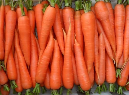 Лучше всего хранятся среднеспелые и поздние сорта моркови