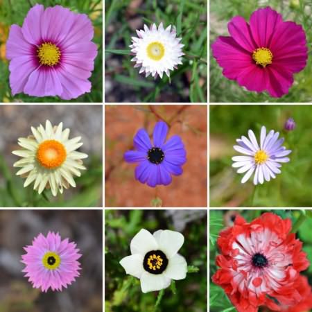 Разные Цветы И Их Названия Фото