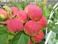 Для получения хорошего урожая яблок, нужно соблюдать правила агротехники