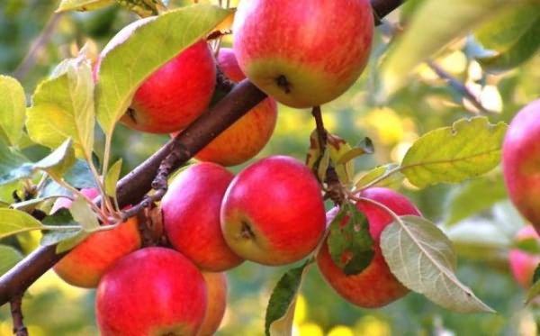 Уход за яблоней предполагает внесение подкормок, осуществление полива и проведение обрезки