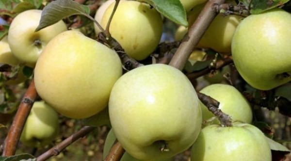 «Антоновка» - сорт яблонь с поздним сроком созревания