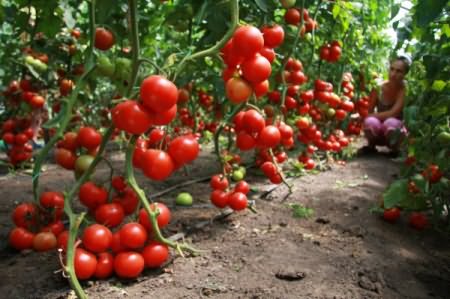 Как подготовить землю в теплице для томатов