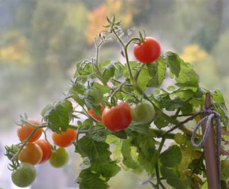 Низкорослое растение томатов