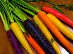 новые сорта моркови