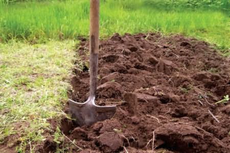 Перекапывание - подготовка почвы под посадку яблони фото