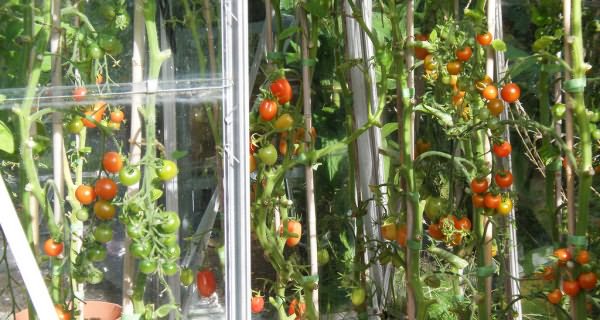 Как правильно подвязывать помидоры в теплице фото