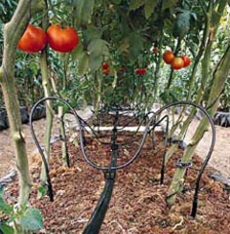 Как правильно подвязывать помидоры в теплице фото
