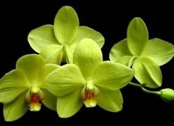 Орхидея Сорта И Виды Фото