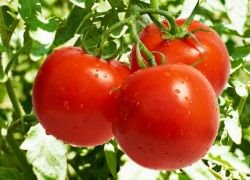 сорта помидор для открытого грунта