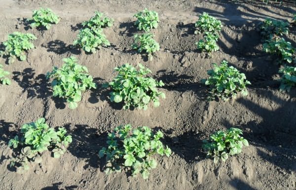 Картофельные кусты на огороде
