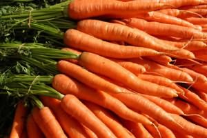 Лучшие сорта моркови голландские: посадка и уход
