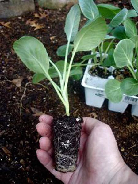 як правильно садити капусту