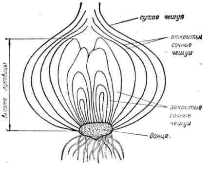 Лук в разрезе рисунок