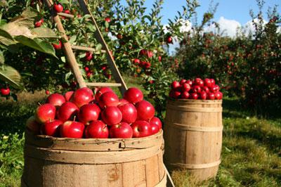 удобрения для яблони осенью