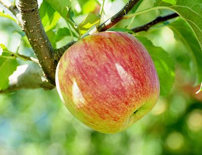 какие удобрения нужны для яблонь