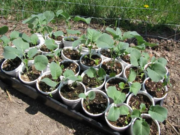 правила вирощування та посадки розсади капусти