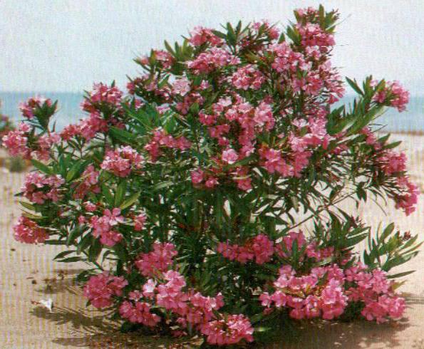 Комнатный цветок с розовыми прожилками 92