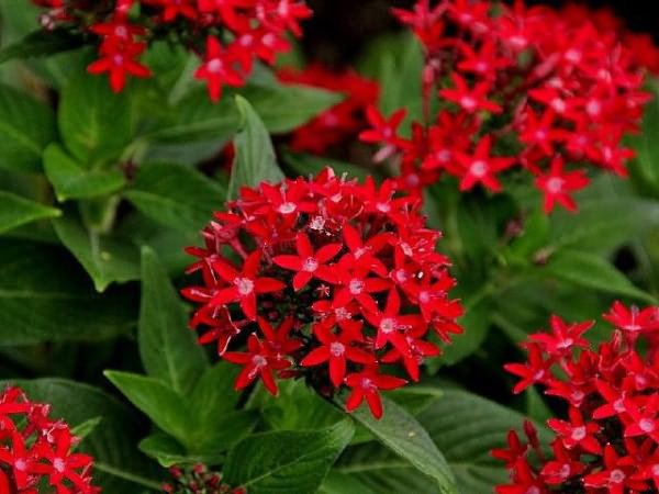 Домашний цветок с красными прожилками 46