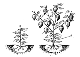 Схема формирования перцев в теплице рисунок
