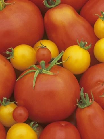 Сорта томатов названия