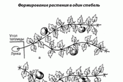 Как прищипывать тыкву