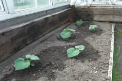 Як садити огірки в теплиці правильно
