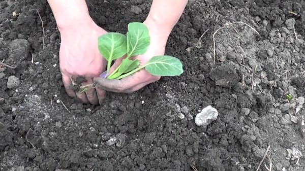 Посадка розсади капусти у відкритий ґрунт