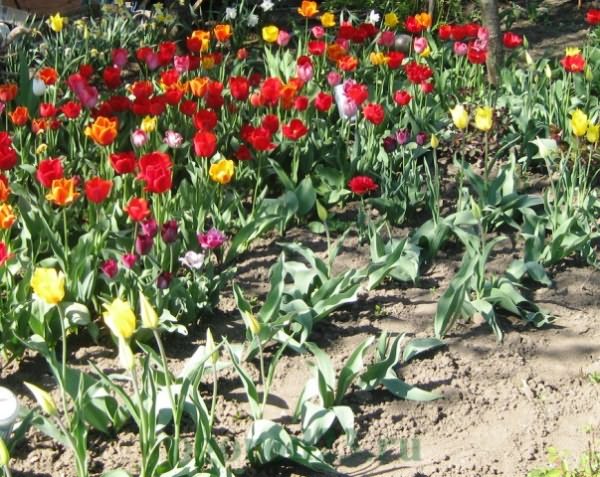 Чем подкормить тюльпаны весной для пышного цветения. Оригинальная посадка тюльпанов. Три ряда высадки тюльпанов. Посадка тюльпанов в пластиковые бутылки. Тюльпаны посадить кругами.