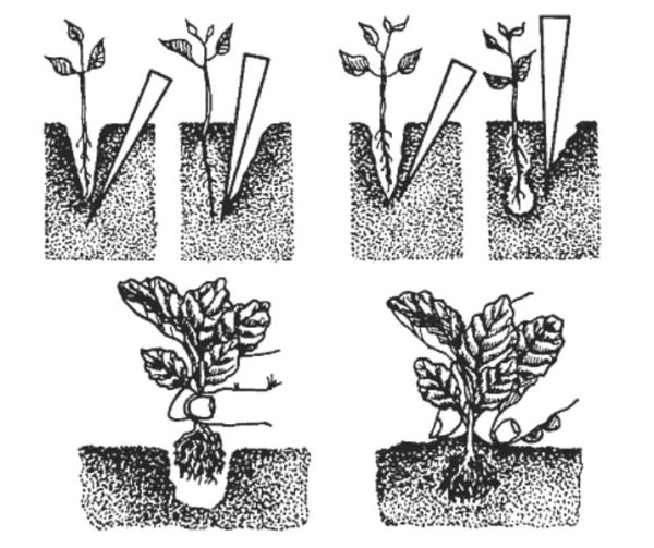 Схема пікірування розсади капусти