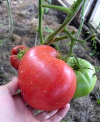 Выбираем сорта томатов для Сибири - Сорт Бычье сердце