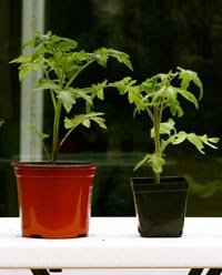Выращивание рассады томатов вегетативным способом